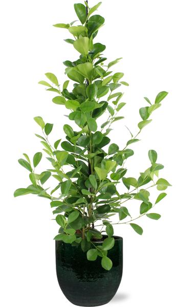 Ficus microcarpa Moclame - Ø21cm - ↕95cm + Jolin Pot D24x23cm - Groen