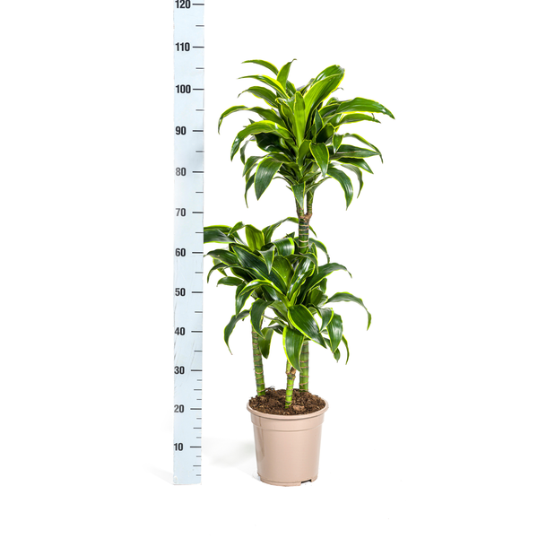 Dracaena Deremensis Dorado Ø21cm - ↕100 - 120cm