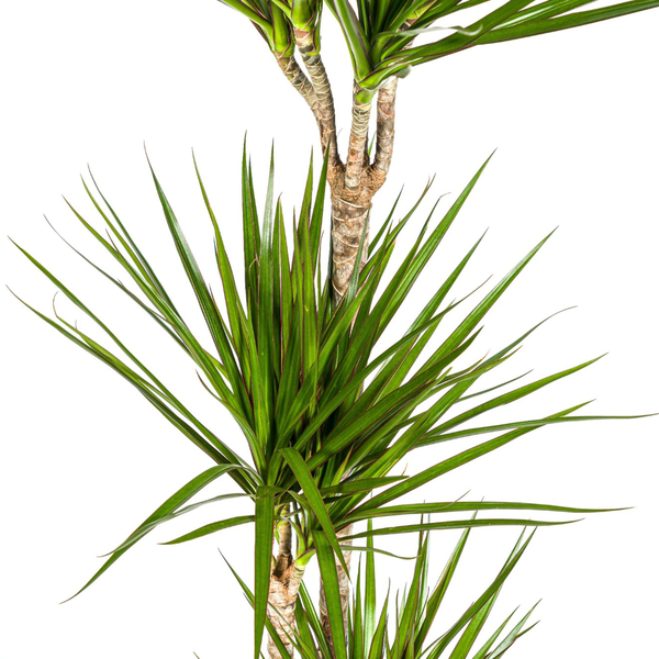 Dracaena Marginata Green Ø24cm - ↕130 - 150cm