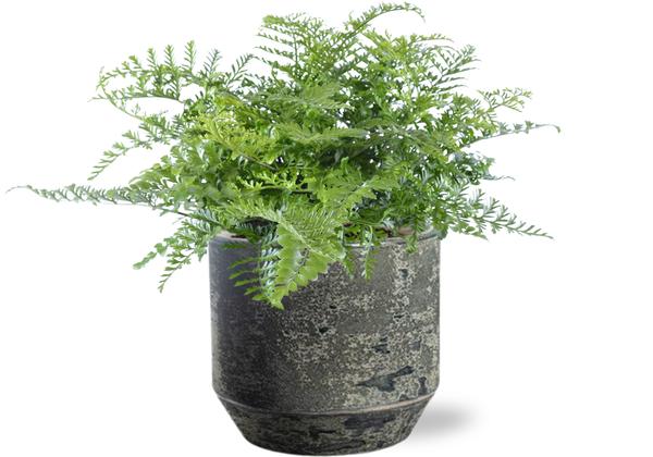 Asplenium Parvati - Ø21cm - ↕40cm + Lars Pot D24x22cm - Grijs