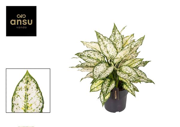 Aglaonema White Kiwi - Ø19cm - ↕40cm