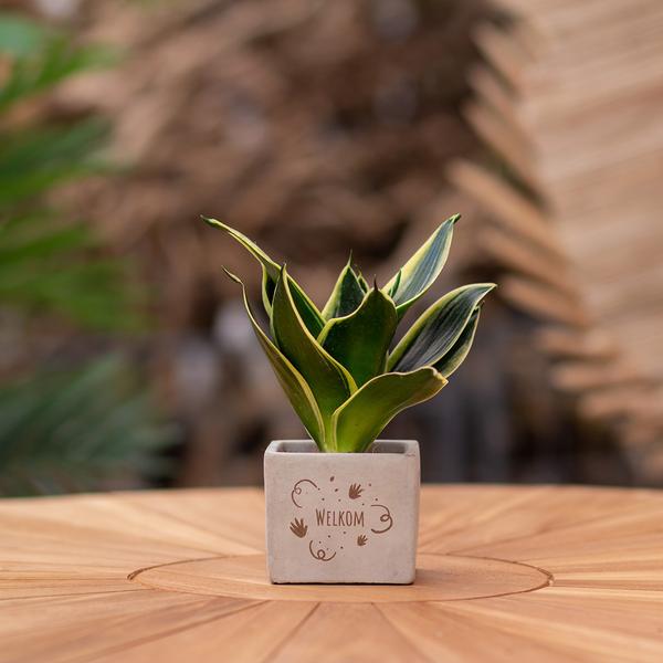 Congreet plantpots + Sansevieria | Welkom