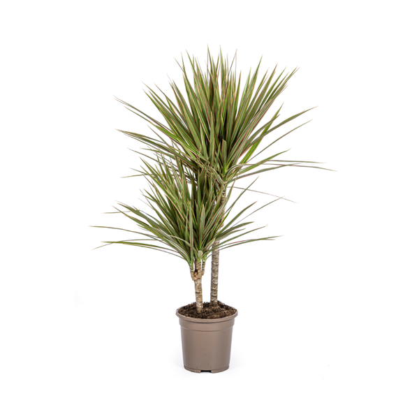 Dracaena Marginata Bicolor Ø17cm - ↕50 - 70cm