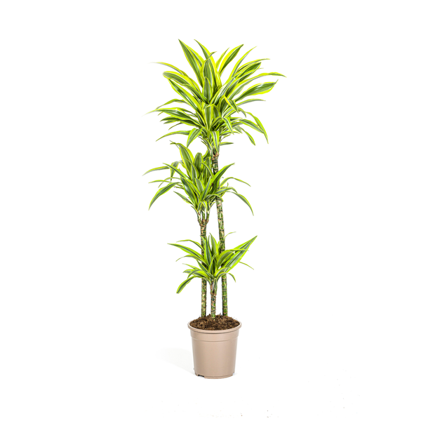 Dracaena Deremensis Lemon Lime Ø24cm - ↕130 - 150cm