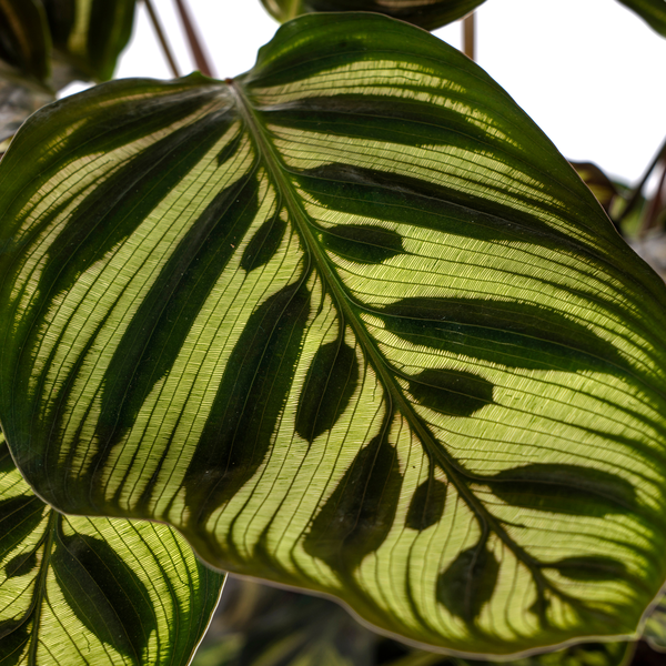 Calathea Makoyana Ø17cm - ↕45cm