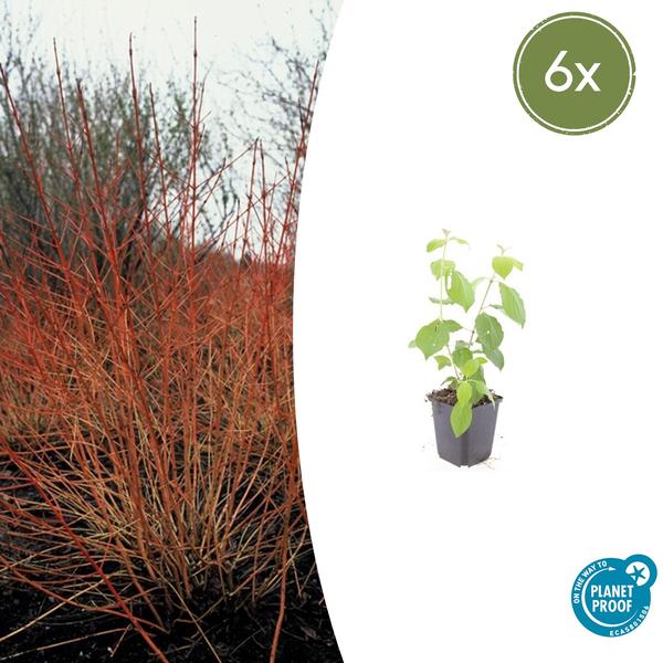 6x Cornus sang. 'Midwinter Fire' - ↕10-25cm - Ø9cm