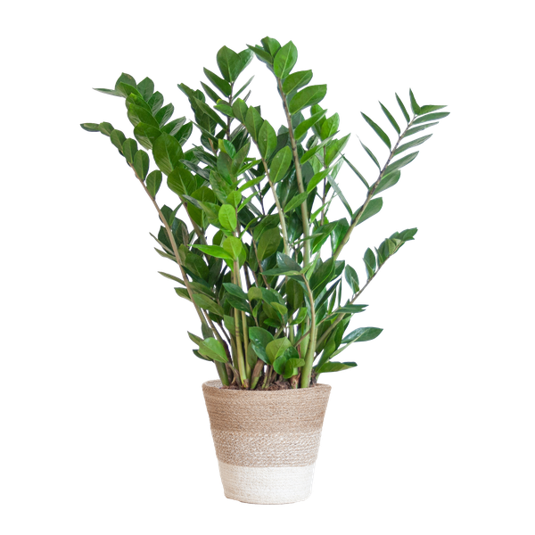 Zamioculcas Zamiifolia met Mand Lissabon wit  - 80cm - Ø21