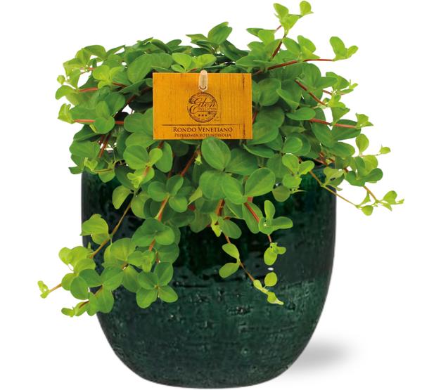 Peperomia Rotundifolia - Ø11cm - ↕15cm + Jolin Pot D11x12cm - Groen