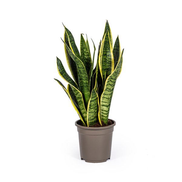 Sansevieria Trifasciata Futura Superba Ø17cm - ↕45 - 55cm