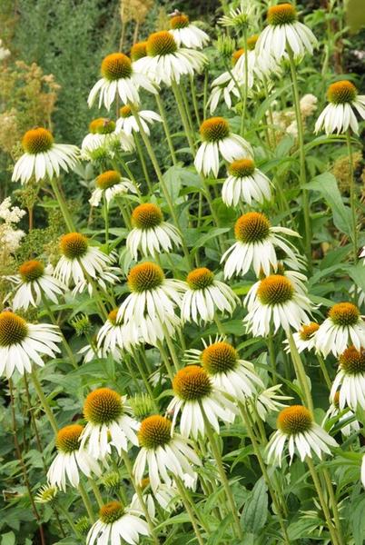 12x Echinacea p. 'White Swan' - ↕10-25cm - Ø9cm