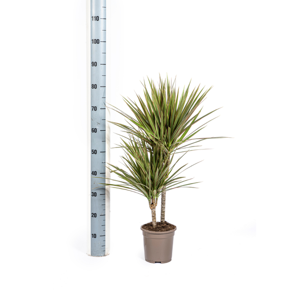 Dracaena Marginata Bicolor Ø17cm - ↕50 - 70cm