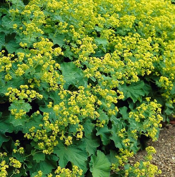 6x Alchemilla mollis - ↕10-25cm - Ø9cm