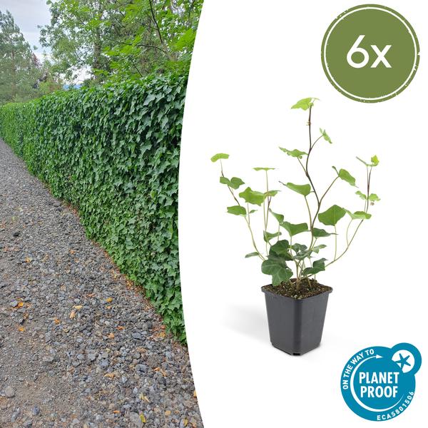 6x Hedera Hibernica - ↕10-25cm - Ø9cm