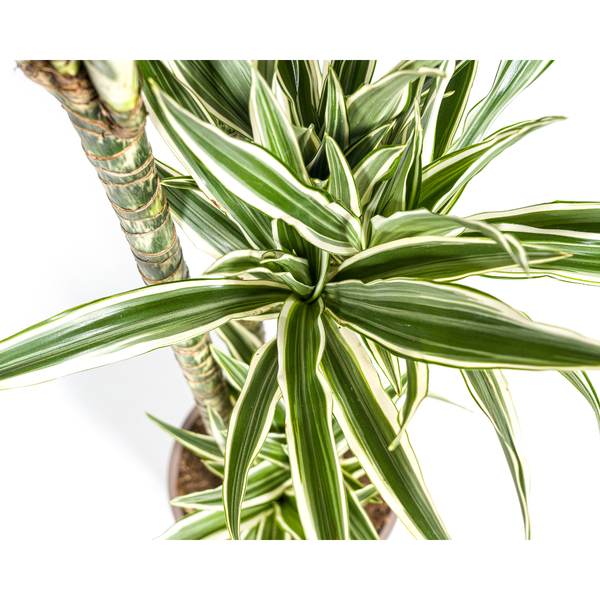 Dracaena Deremensis White Stripe Ø27cm - ↕170 - 190cm