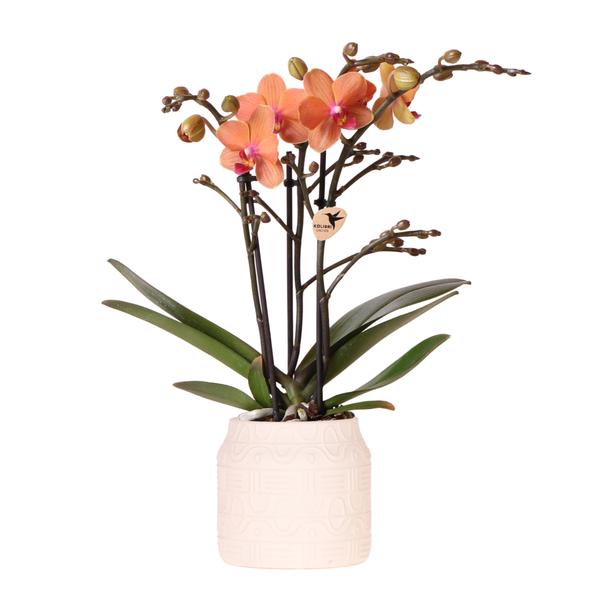 Kolibri Orchids | Oranje orchidee Bolzano + Hieroglyph sierpot off white - potmaat Ø9cm | bloeiende kamerplant - vers van de kweker