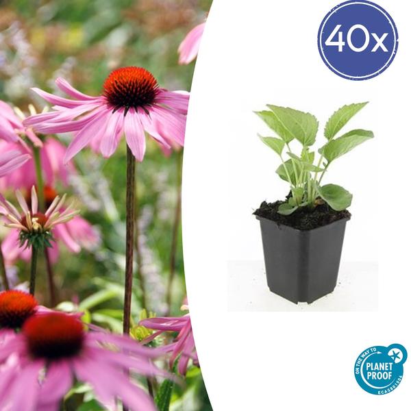 40x Echinacea p. 'Magnus' - ↕10-25cm - Ø9cm