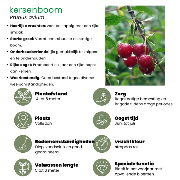 Biologische Kersenboom - Prunus Avium - 1 x Ø 20 cm - ↨ 60 cm