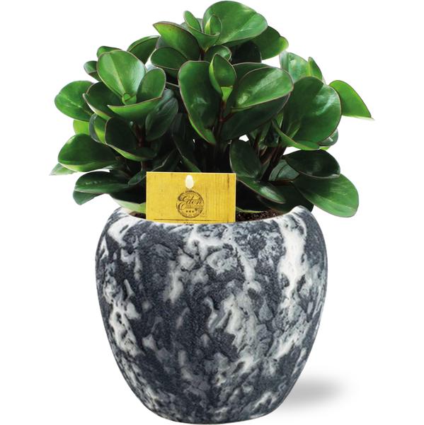 Peperomia Burning Bush - Ø15cm - ↕25cm + Doug Pot D16x14cm - Zwart Wit