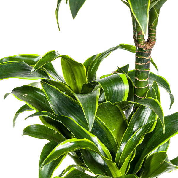 Dracaena Deremensis Dorado Ø21cm - ↕100 - 120cm