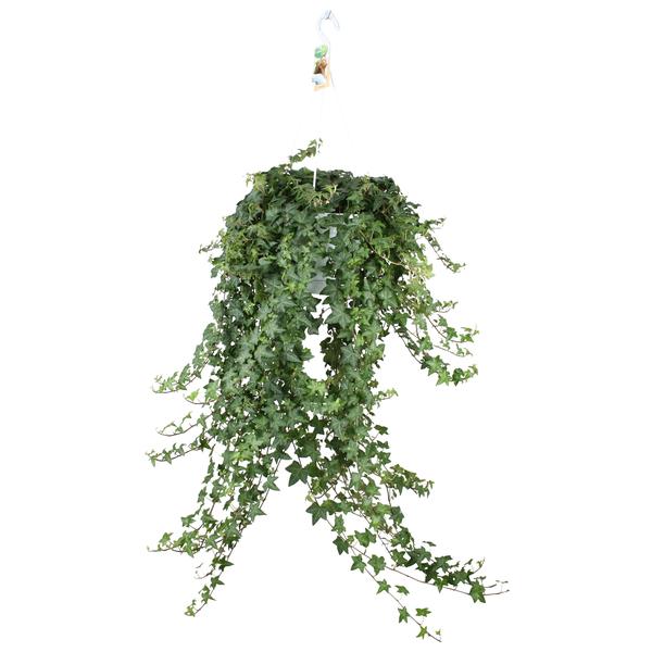 Hedera Helix Pitsburg - Hang/XXL - Ø24cm - ↕cm