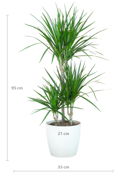 Dracaena Marginata met Viber wit - 95cm - Ø21