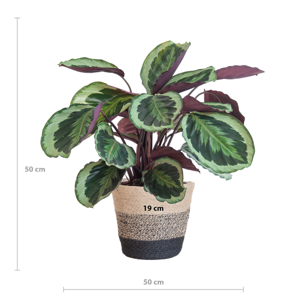 Calathea Medaillon met Lissabon mand zwart - 65cm - Ø19