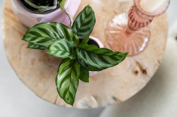 Kolibri Greens | Groene plant - Calathea -  groene kamerplant - vers van de kweker - Ø9cm