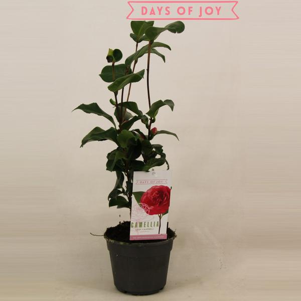 Camellia Japonica 'Lady Campbell' 15 Cm - Ø15cm - ↕45cm