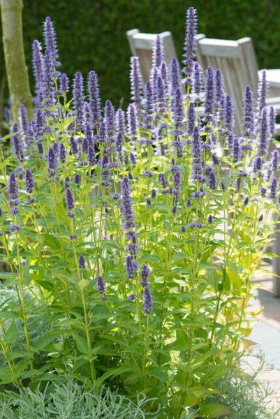 40x Agastache 'Black Adder' - ↕10-25cm - Ø9cm