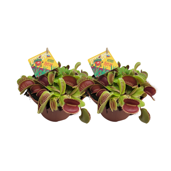 Dionaea Muscipula - 2 stuks - Ø12cm - ↕12cm