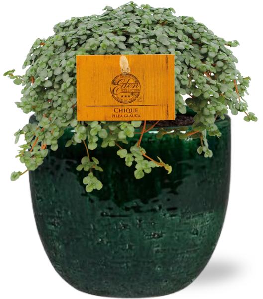 Pilea Glauca - Ø11cm - ↕15cm + Jolin Pot D11x12cm - Groen