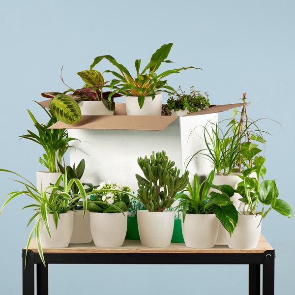 Groene Kneusjesbox (12 stuks) - incl. 12 x pot Viber wit