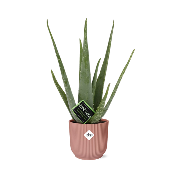 Aloe Vera 12cm in ELHO Vibes Fold 14cm roze