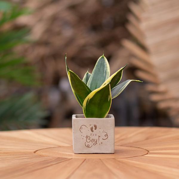 Congreet plantpots + Sansevieria | It's a boy