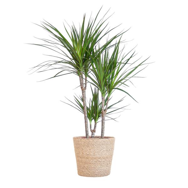 Dracaena Marginata met naturel mand - 95cm - Ø21