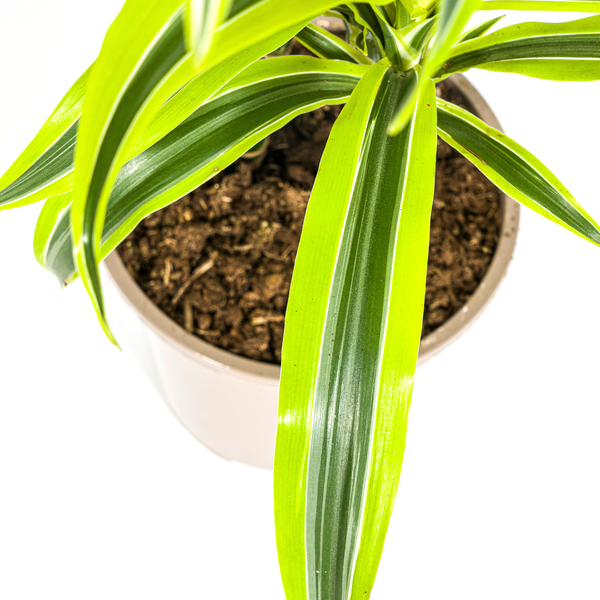 Dracaena Deremensis Lemon Lime Ø19cm - ↕70 - 90cm