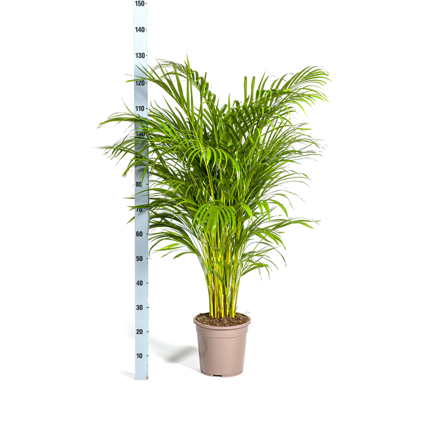 Dypsis Areca Lutescens Ø24cm - ↕120 - 140cm