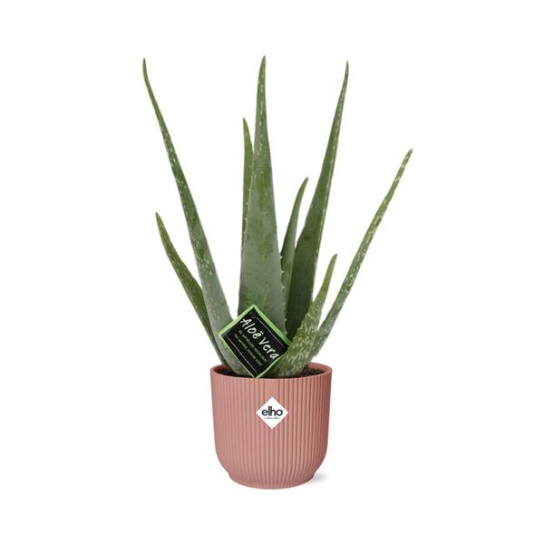 Aloe Vera 12cm in ELHO Vibes Fold 14cm roze