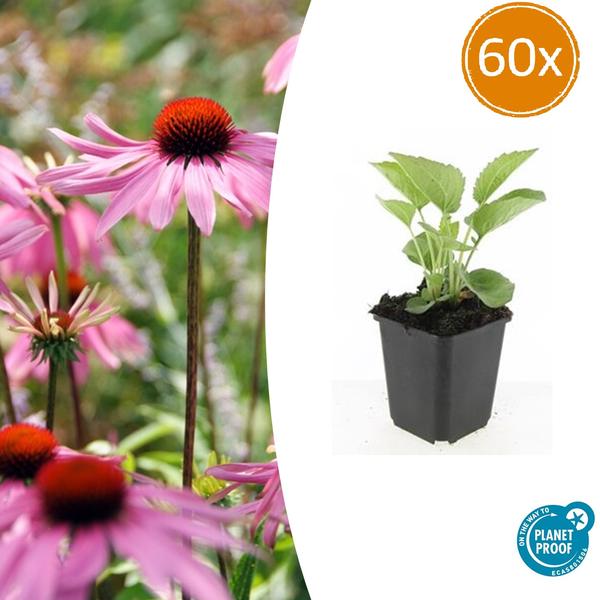 60x Echinacea p. 'Magnus' - ↕10-25cm - Ø9cm