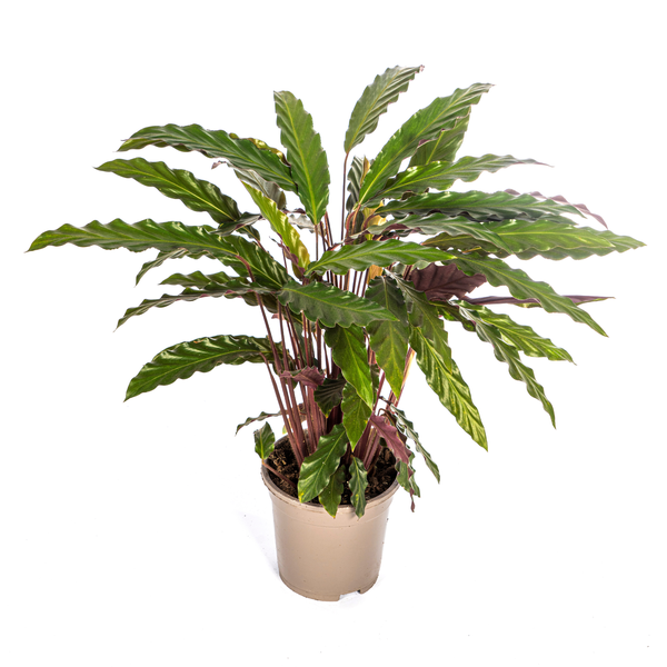 Calathea Rufibarba Ø17cm - ↕40 - 50cm