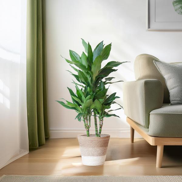 Dracaena  Janet Lindt met mand Lissabon wit - 95cm - Ø21