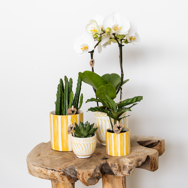 Kolibri Home | Painted stripe  - Yellow - Ø9cm