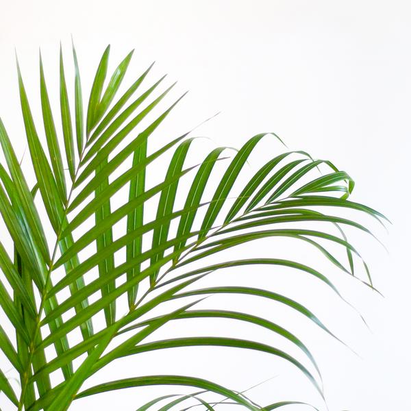 Areca Palm (Dypsis) met Lissabon mand zwart - 100cm - Ø21