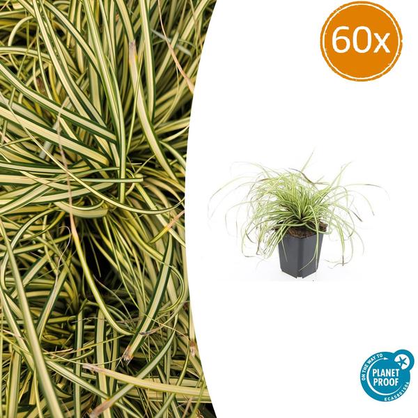 60x Carex oshim. 'Evergold'  - ↕10-25cm - Ø9cm