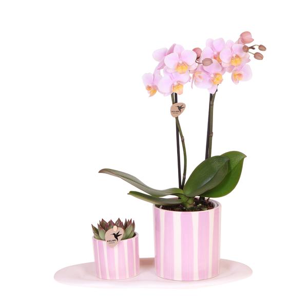 Kolibri Orchids | Gift set Mediterranean Sunset small | Groene plant met roze Phalaenopsis orchidee Andorra  in Painted Stripe sierpotten op wit organisch dienblad