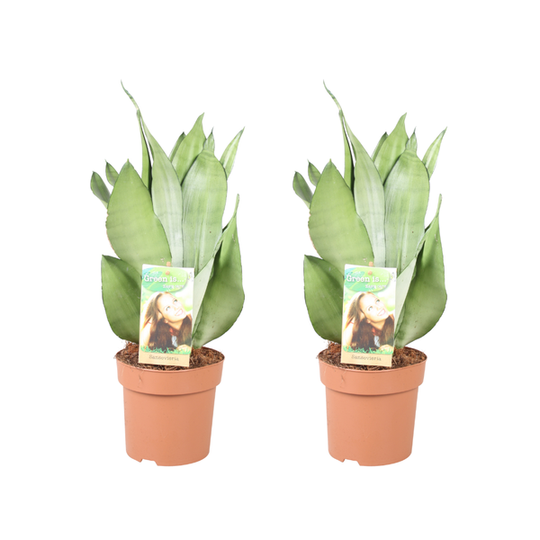 Sansevieria Moonshine - 2 stuks - Ø14cm - ↕40cm