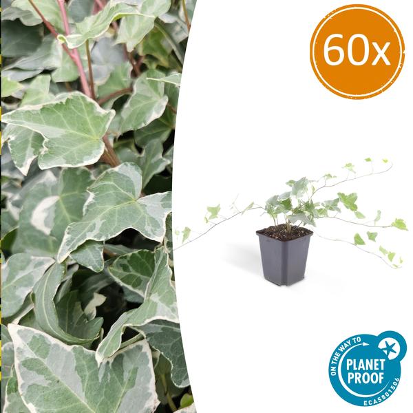 60x Hedera helix 'Glacier' - ↕10-25cm - Ø9cm