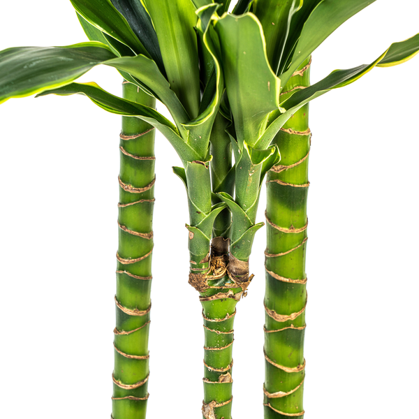 Dracaena Fragrans Golden Coast Ø24cm - ↕130 - 150cm