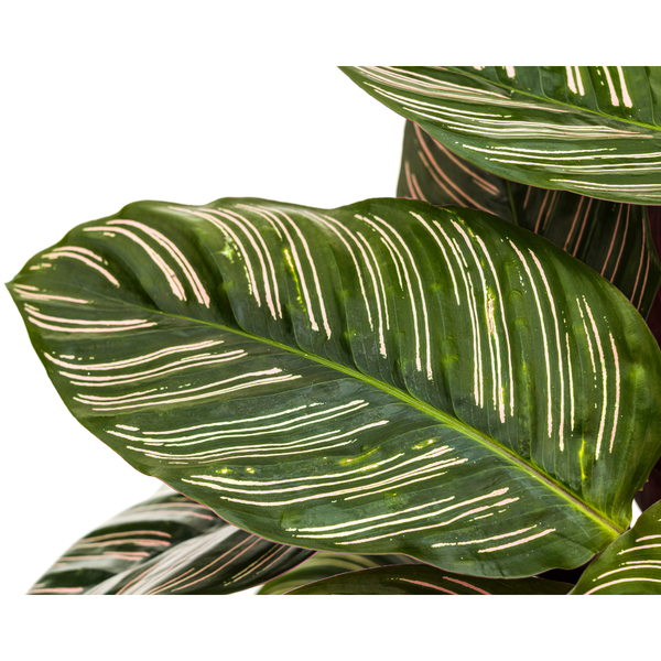 Calathea Ornata Sanderiana Ø27cm - ↕60 - 80cm