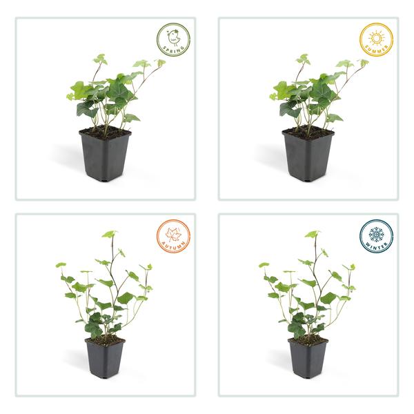 12x Hedera Hibernica - ↕10-25cm - Ø9cm